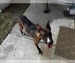 Small #1 Catahoula Leopard Dog Mix