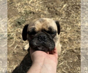 Pug-Unknown Mix Dogs for adoption in Chico, CA, USA
