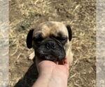 Small Pug Mix
