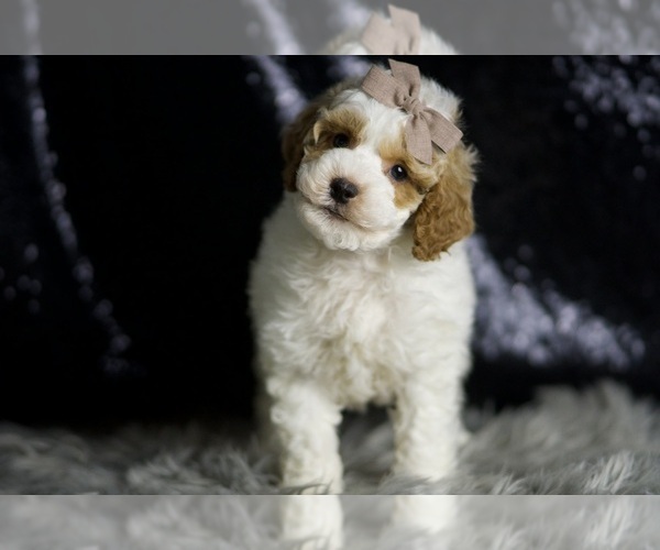 Medium Photo #3 Goldendoodle (Miniature) Puppy For Sale in WARSAW, IN, USA