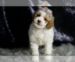 Small #2 Goldendoodle (Miniature)