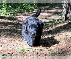 Labrador Retriever Puppy for sale in AUGUSTA, WI, USA