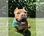 Small #5 American Staffordshire Terrier-Bulldog Mix
