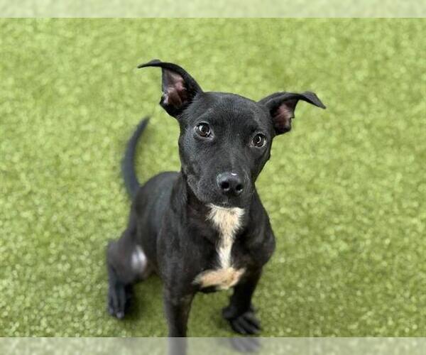 Medium Photo #2 American Staffordshire Terrier-Unknown Mix Puppy For Sale in Waco, TX, USA