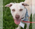 Small #26 Labrador Retriever Mix