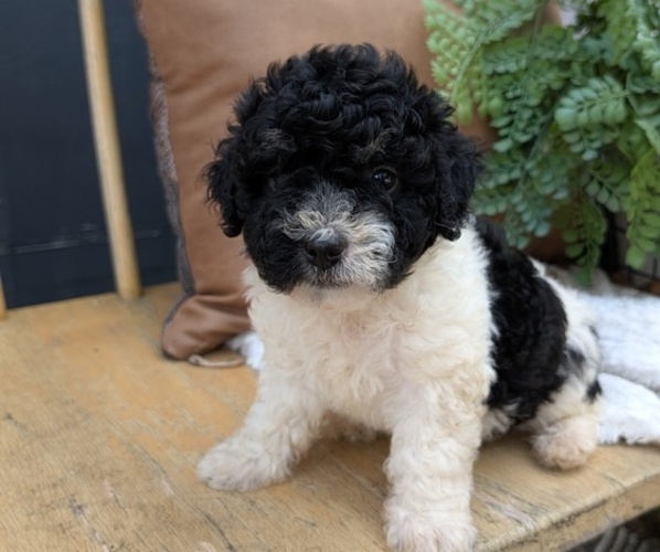 Medium Photo #3 Poovanese Puppy For Sale in GOSHEN, IN, USA