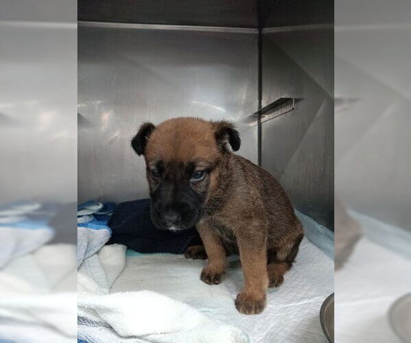 Medium Photo #1 German Shepherd Dog-Unknown Mix Puppy For Sale in San Bernardino, CA, USA