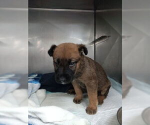 German Shepherd Dog-Unknown Mix Dogs for adoption in San Bernardino, CA, USA