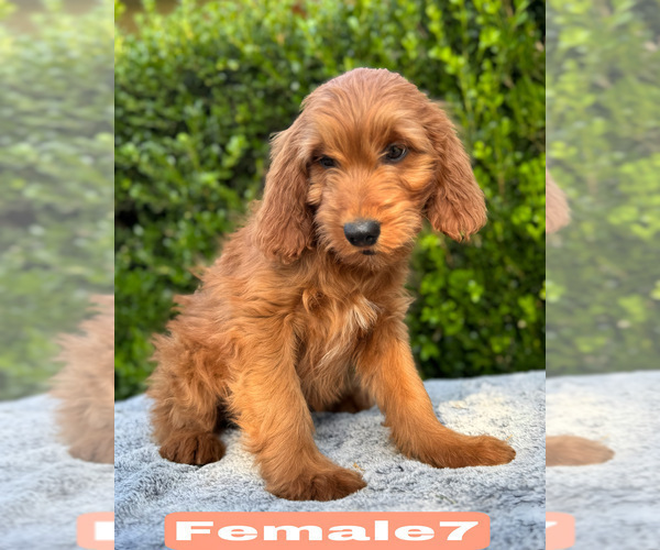 Medium Photo #20 Goldendoodle (Miniature) Puppy For Sale in BAKERSFIELD, CA, USA