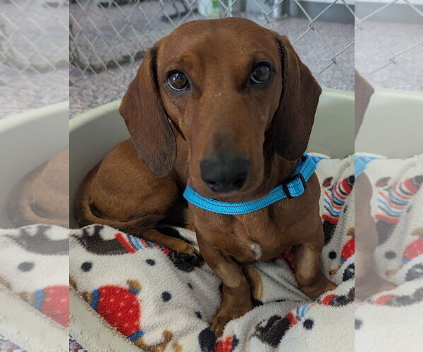 Medium Photo #4 Dachshund Puppy For Sale in Shelbyville, TN, USA