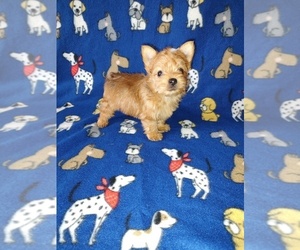 Yorkshire Terrier Puppy for sale in LAPEER, MI, USA