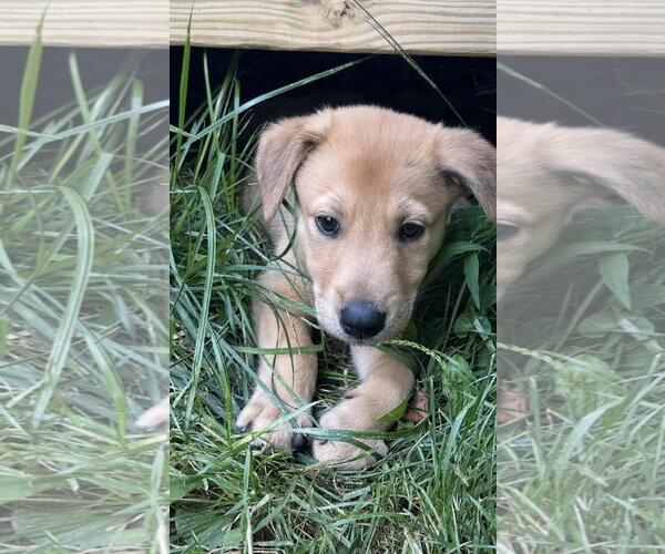 Medium Photo #2 German Shepherd Dog-Plott Hound Mix Puppy For Sale in Cary, NC, USA