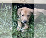 Small #1 German Shepherd Dog-Plott Hound Mix