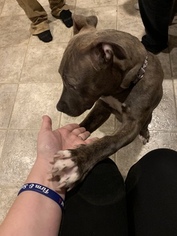 American Pit Bull Terrier Puppy for sale in CLEVELAND, TN, USA