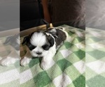 Small Photo #22 Shih Tzu Puppy For Sale in MOORESVILLE, NC, USA