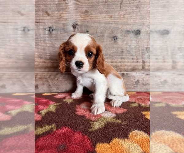Medium Photo #12 Cavalier King Charles Spaniel Puppy For Sale in VERMONTVILLE, MI, USA
