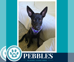 Border Collie-Unknown Mix Dogs for adoption in Kimberton, PA, USA