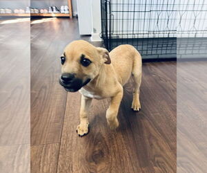 Medium Rat Terrier Mix