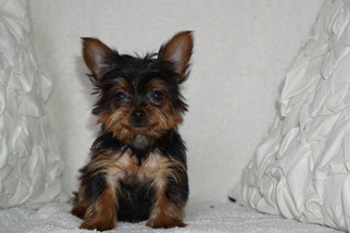 Yorkshire Terrier Puppy for sale in DUNDEE, OH, USA