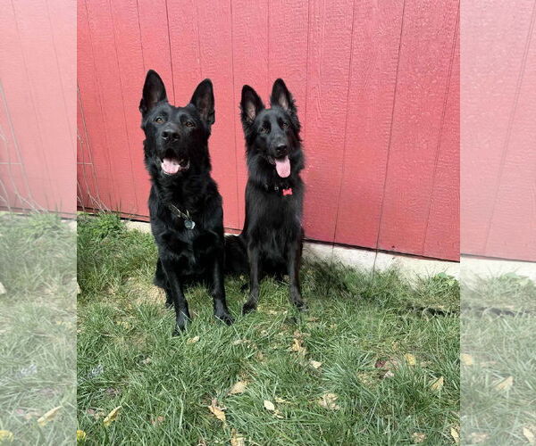 Medium Photo #4 German Shepherd Dog Puppy For Sale in Gretna, NE, USA