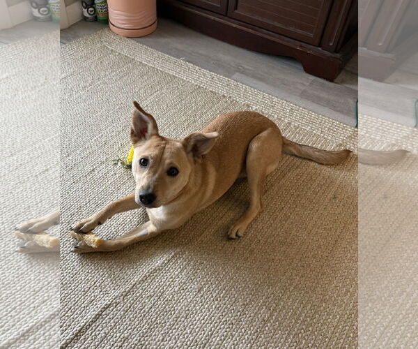 Medium Photo #1 Chipin Puppy For Sale in Aurora, CO, USA