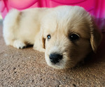 Small Photo #8 Golden Pyrenees Puppy For Sale in KILLEEN, TX, USA