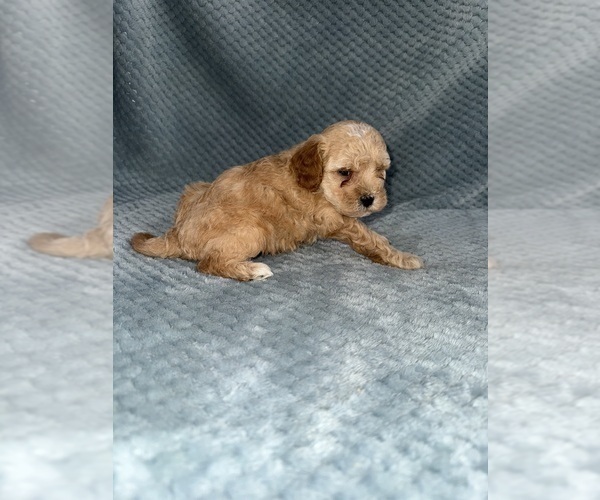 Medium Photo #33 Cavapoo mix (+ Poodle Miniature) Puppy For Sale in MUNFORDVILLE, KY, USA