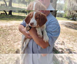 Brittany Puppy for sale in FORT MC COY, FL, USA