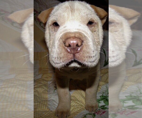 Medium Photo #1 Chinese Shar-Pei Puppy For Sale in DUNNELLON, FL, USA