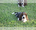 Small Photo #10 Basset Hound Puppy For Sale in MEMPHIS, MO, USA