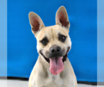 Small French Bulldog Mix