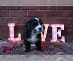 Small Photo #12 Bernedoodle Puppy For Sale in ELMWOOD, IL, USA