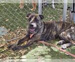Small #1 Mastiff