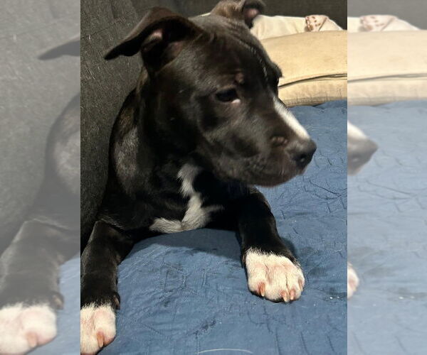 Medium Photo #24 American Pit Bull Terrier-Labrador Retriever Mix Puppy For Sale in OKLAHOMA CITY, OK, USA