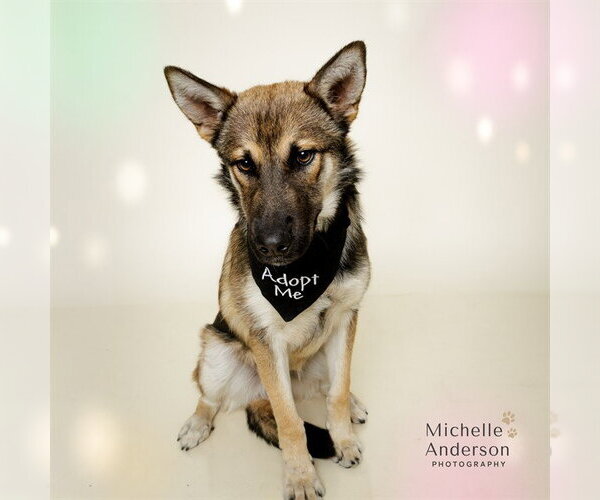Medium Photo #1 German Shepherd Dog-Unknown Mix Puppy For Sale in Corona, CA, USA