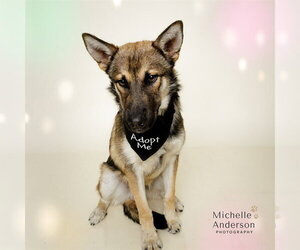 German Shepherd Dog-Unknown Mix Dogs for adoption in Corona, CA, USA
