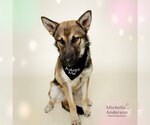 Small German Shepherd Dog Mix