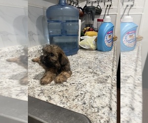 Shih Tzu Puppy for sale in SAN ANTONIO, TX, USA