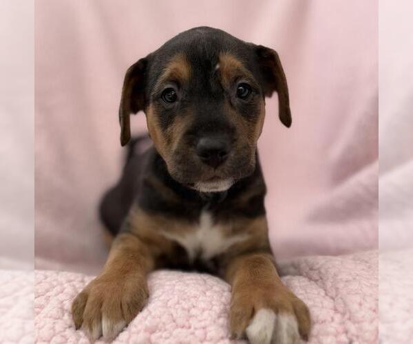 Medium Photo #4 Colonial Cocker Spaniel-Unknown Mix Puppy For Sale in San Diego, CA, USA
