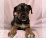 Small Photo #4 Colonial Cocker Spaniel-Unknown Mix Puppy For Sale in San Diego, CA, USA