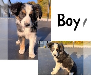 Miniature Australian Shepherd Puppy for sale in NEW WASHINGTN, IN, USA