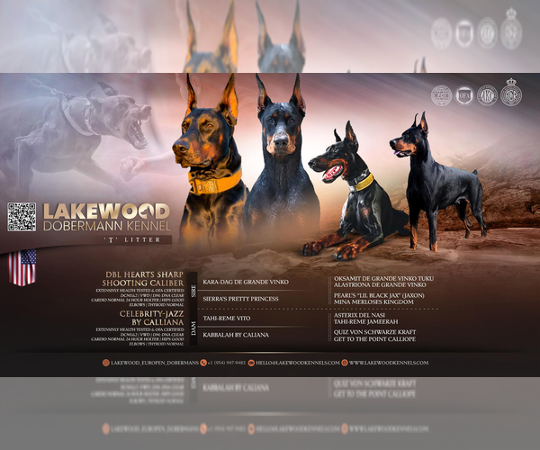 Medium Photo #1 Doberman Pinscher Puppy For Sale in FORT LAUDERDALE, FL, USA