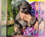Small #2 Mutt