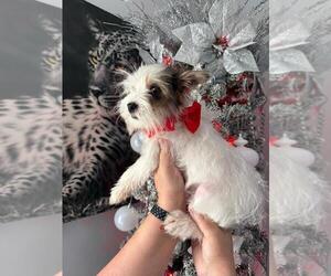 Yorkshire Terrier Puppy for sale in PALM BAY, FL, USA