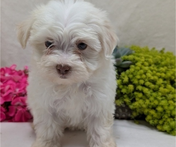 Medium Photo #11 Havanese Puppy For Sale in GOSHEN, IN, USA