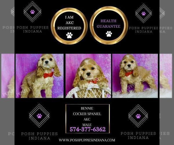 Medium Photo #2 Cocker Spaniel Puppy For Sale in WARSAW, IN, USA