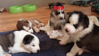 Siberian Husky Puppy for sale in ALBUQUERQUE, NM, USA