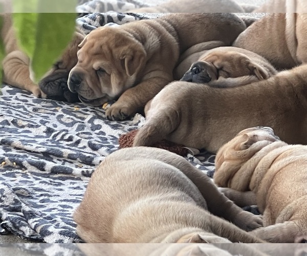 Medium Photo #11 Chinese Shar-Pei Puppy For Sale in FORT WORTH, TX, USA