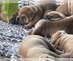 Small #10 Chinese Shar-Pei