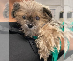 Shiffon Dogs for adoption in Lawrenceville, NJ, USA